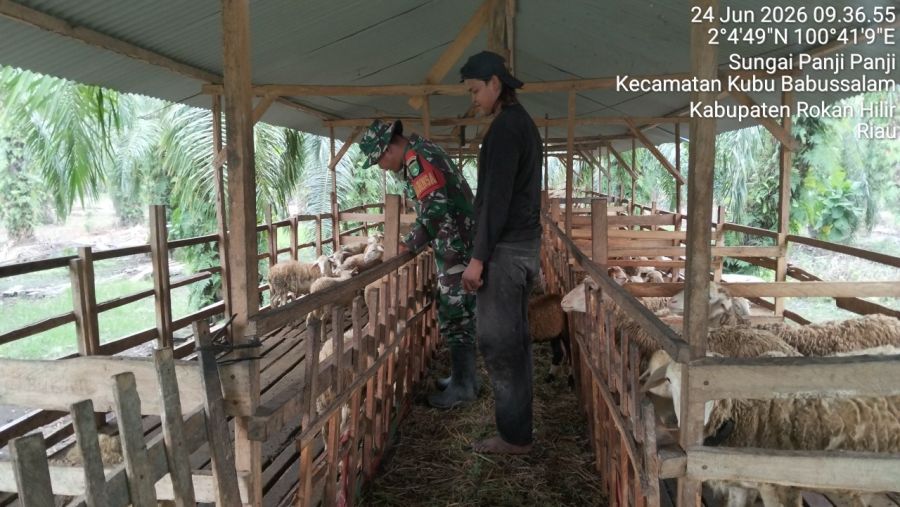 Babinsa Kubu Cek 105 Kambing, PMK Nihil di Sungai Panji-Panji