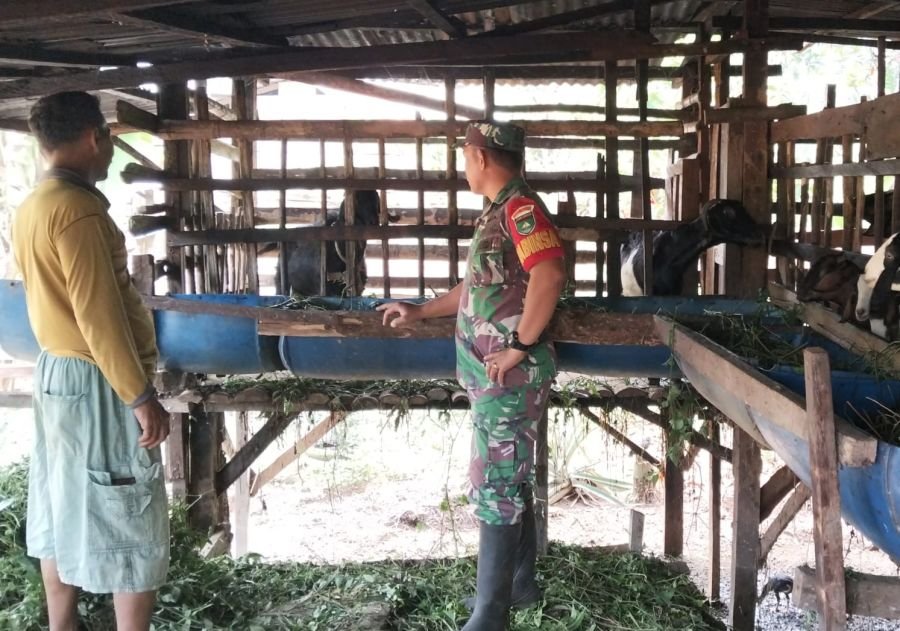 Babinsa Kubu Cek 14 Kambing, PMK Belum Ditemukan