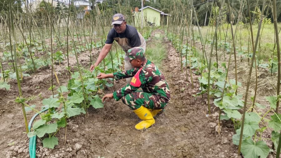 Babinsa Kubu Dampingi Petani Rawat Timun Seluas 3 Rante