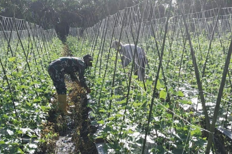 Babinsa Kubu Dampingi Petani Timun, Perkuat Ketahanan Pangan Lokal