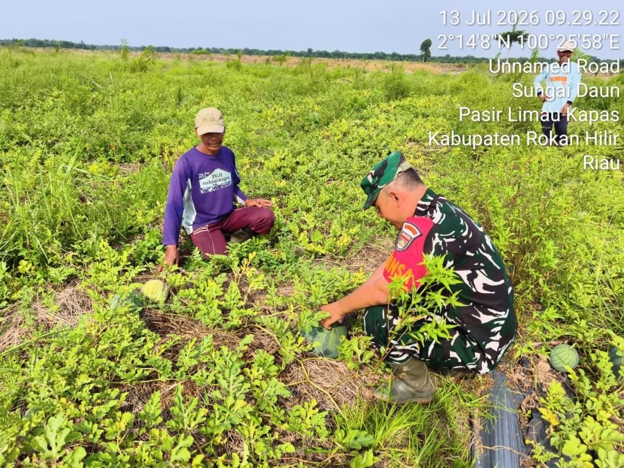 Babinsa Kubu Kawal Perawatan Semangka Petani di Pasir Limau Kapas