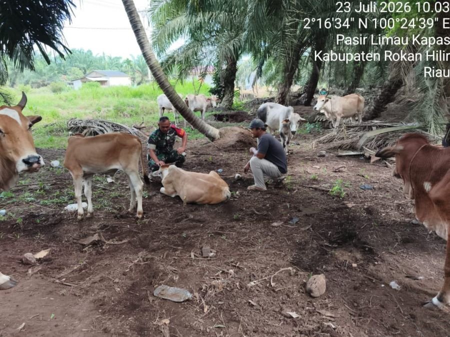 Babinsa Kubu Pastikan 7 Sapi Palika Aman dari Ancaman PMK