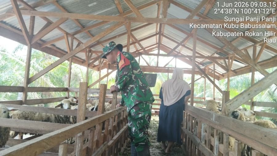 Babinsa Kubu Pastikan Kambing Warga Bebas PMK