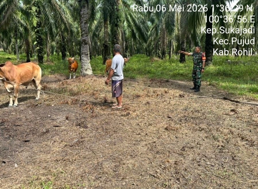 Babinsa Laksanakan Pengecekan Kesehatan Hewan Ternak Milik Warga di Kepenghuluan Sukajadi