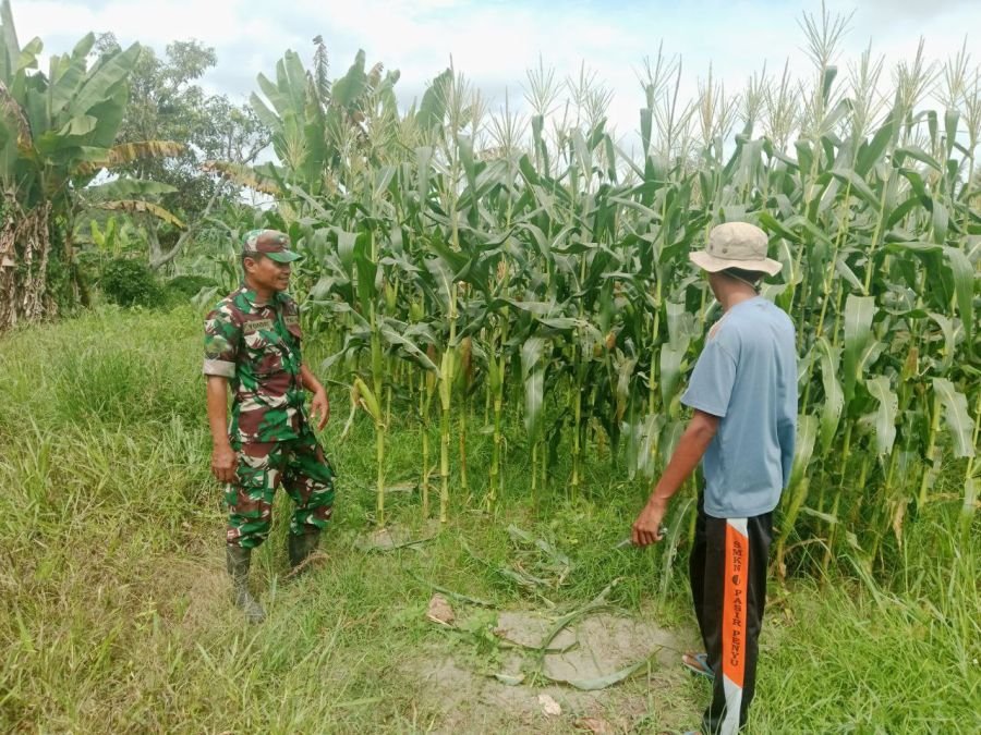 Babinsa Langgam Cek Tanaman Jagung, Pastikan Ketahanan Pangan Tetap Terjaga