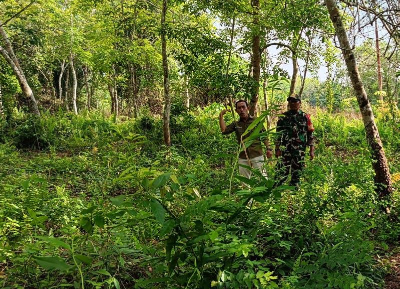 Babinsa Merbau Intensif Patroli Karhutla, Jaga Lahan Gambut Desa Pelantai dari Ancaman Kebakaran