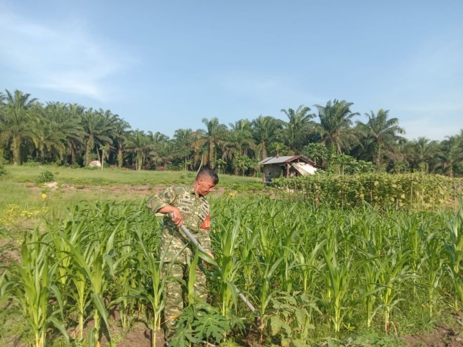 Babinsa mil 03 / Mandau Turun pengecekan Hanpangan Secara rutin nitas