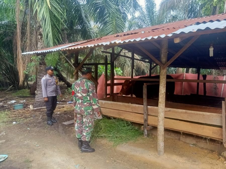Babinsa Minas Pantau PMK, Peternak Diminta Waspadai Gejala pada Sapi