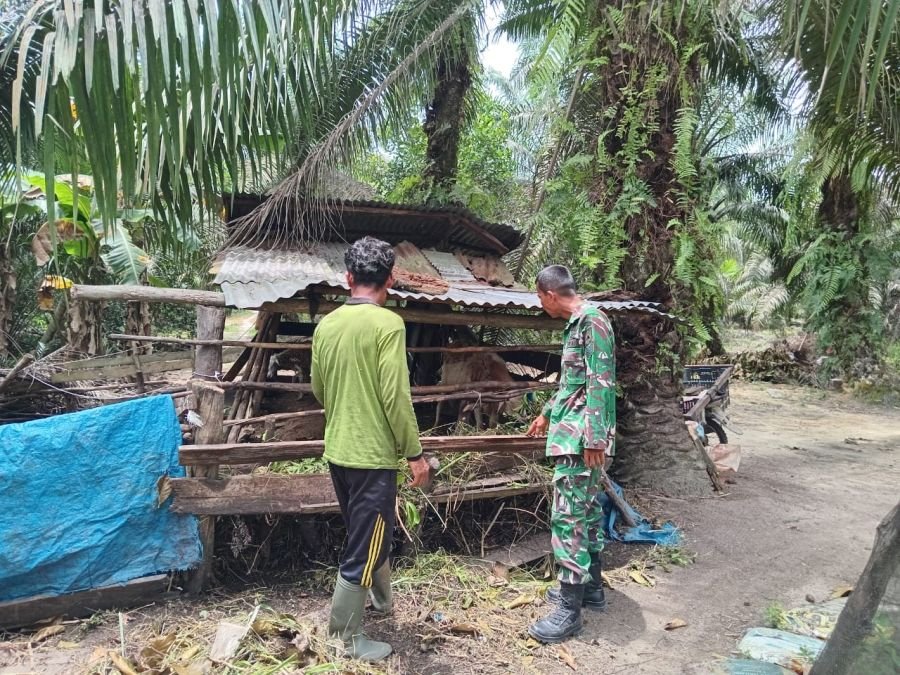 Babinsa Minas Perketat Antisipasi PMK pada Ternak Kambing