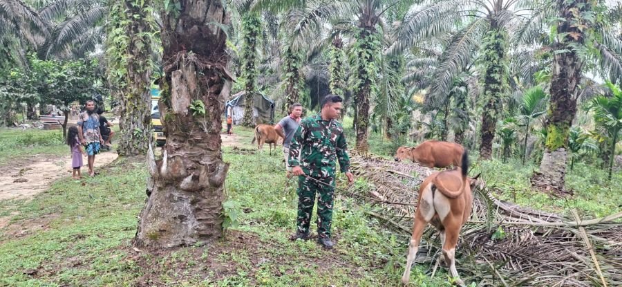 Babinsa Minas Perketat Pemantauan PMK pada Ternak di Sungai Mandau