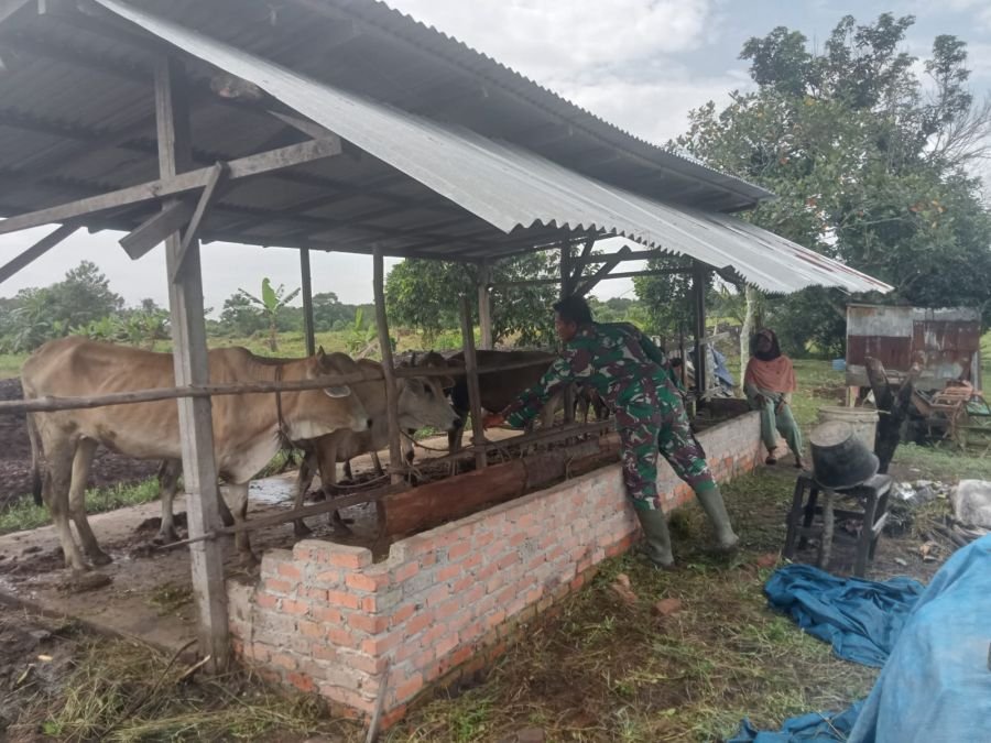 Babinsa Minas Perketat Pemantauan PMK di Teluk Lancang