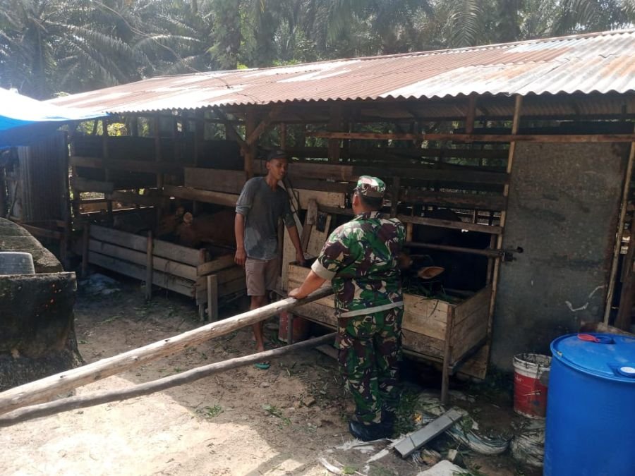 Babinsa Minas Perketat Pemantauan PMK pada Ternak Sapi di Muara Bungkal
