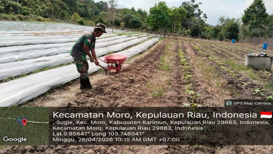 Babinsa Moro Gerak Cepat Rawat Jagung, Dorong Ketahanan Pangan