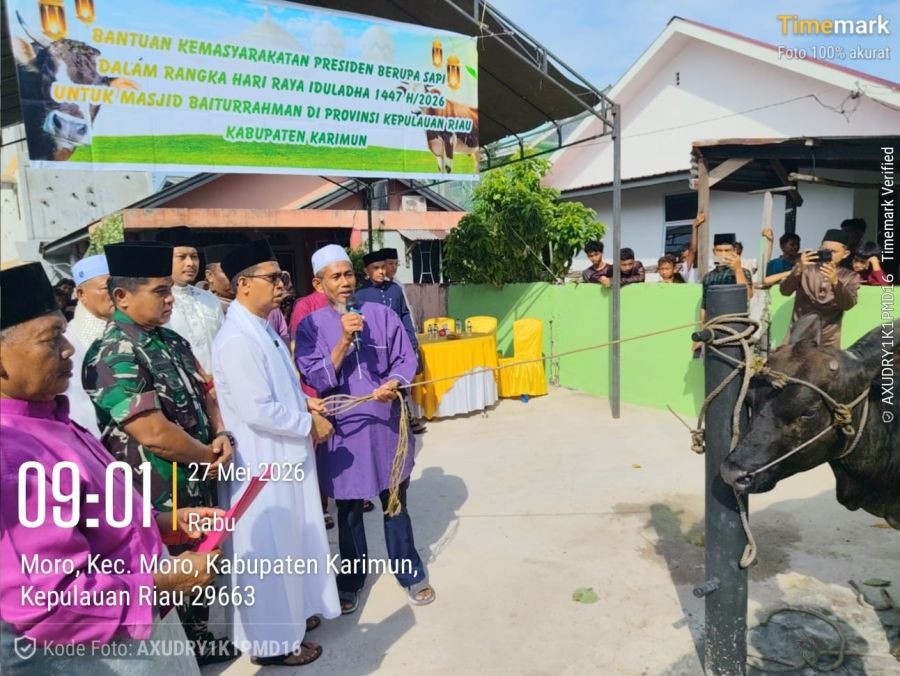 Babinsa Moro Timur Kawal Kurban Presiden RI Dua Sapi Raksasa