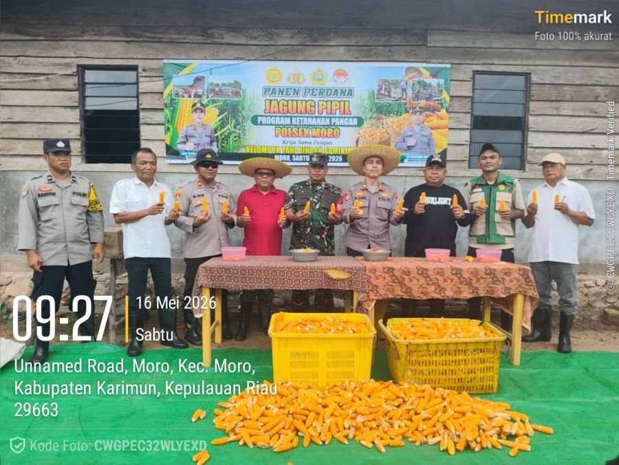 Babinsa Moro Timur Kawal Panen Jagung Perdana Bersama Petani