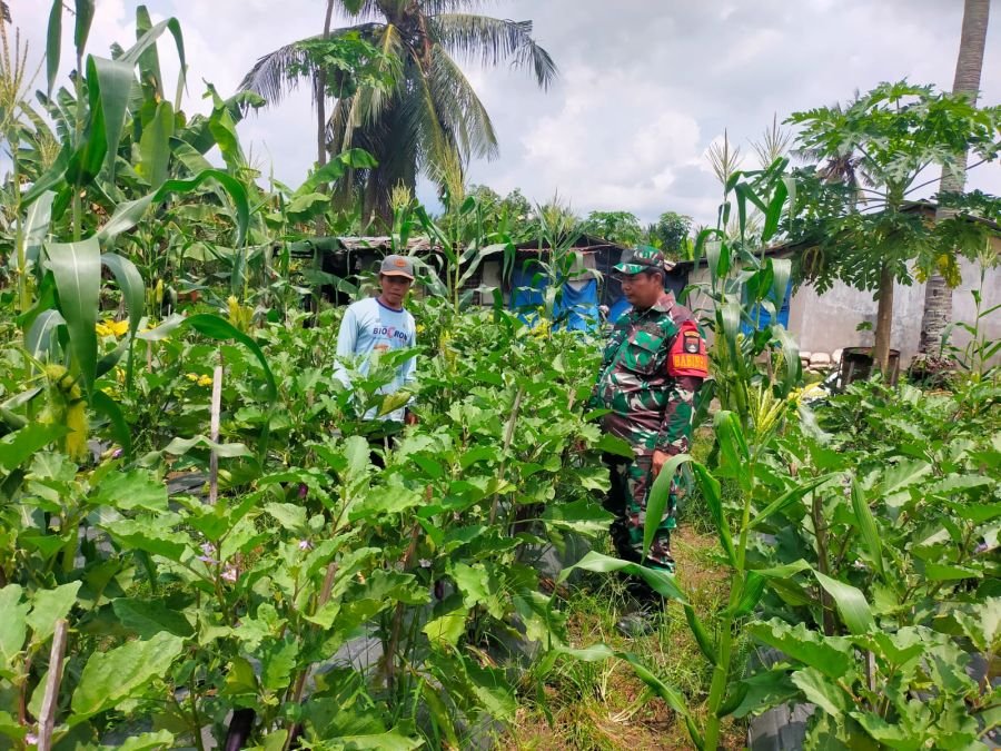 Babinsa Motivasi Petani Hortikultura Saat Sambangi Kebun Bagan Laguh