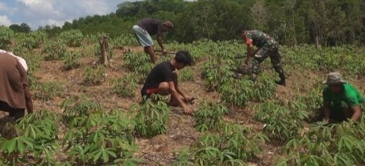 Babinsa Natuna Dorong Petani Selemam Tingkatkan Produksi Ubi Kayu