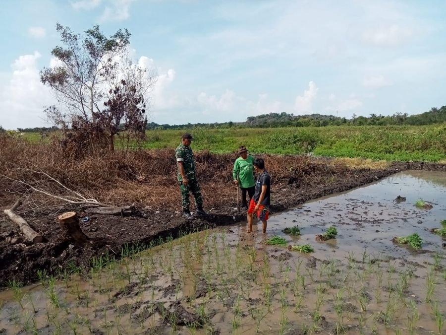 Babinsa Pangke Dorong Perluasan Lahan Padi untuk Perkuat Ketahanan Pangan