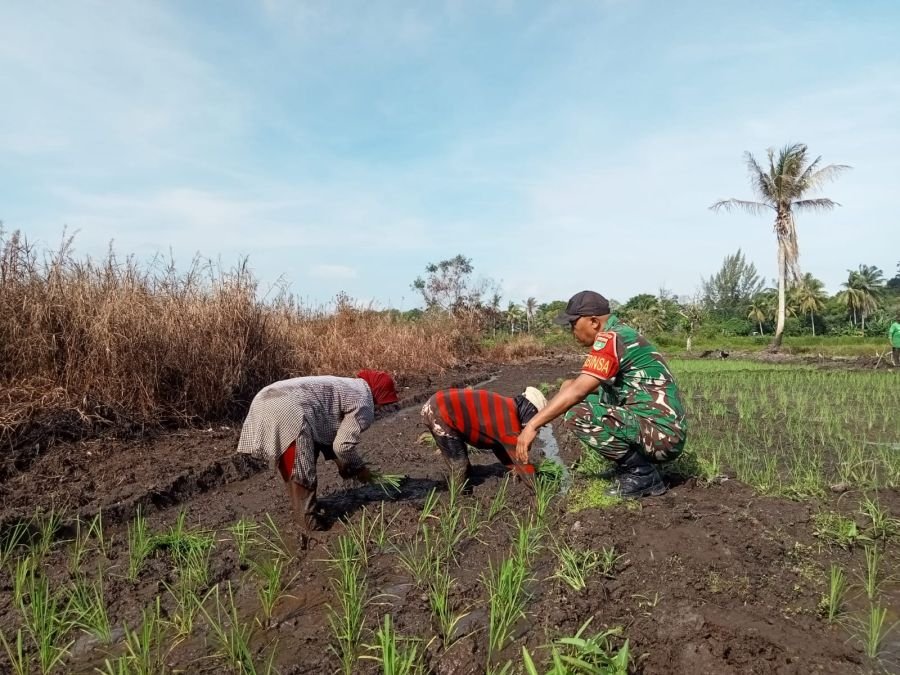 Babinsa Pangke Kawal Tanam Padi Perdana Demi Swasembada Pangan