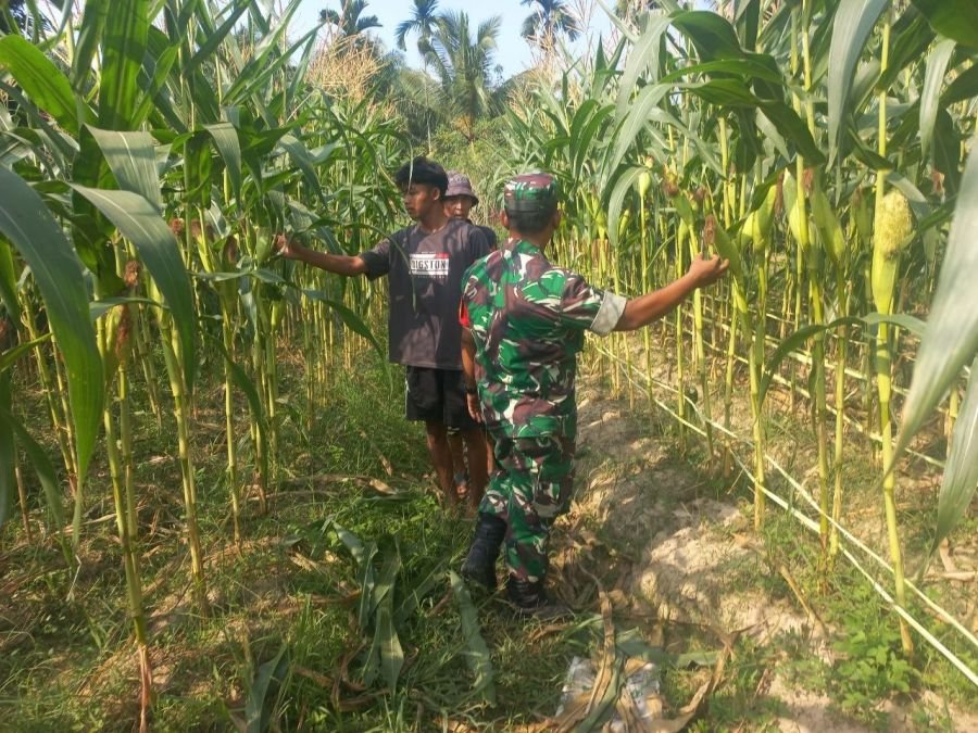 Babinsa Pantau Kebun Jagung, Warga Sampaikan Keluhan Langsung