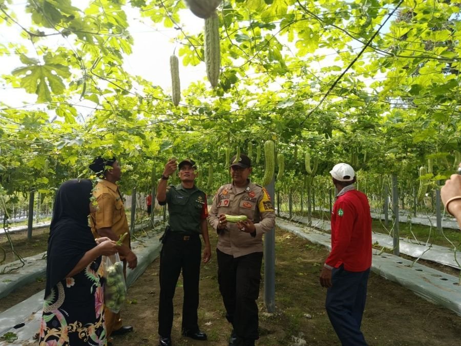 Babinsa Pantau Kebun Pare, Dorong Produktivitas Petani Surya Indah