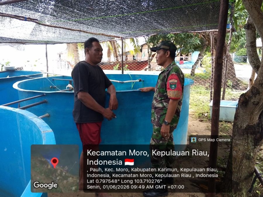 Babinsa Pauh Dorong Ketahanan Pangan Lewat Budidaya Lele BUMDes