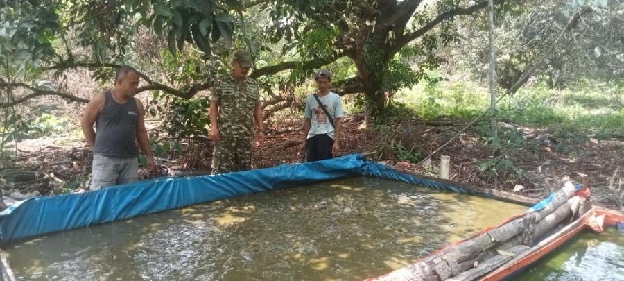Babinsa Penarah Dampingi Budidaya Ikan, Dorong Kemandirian Pangan di Kundur
