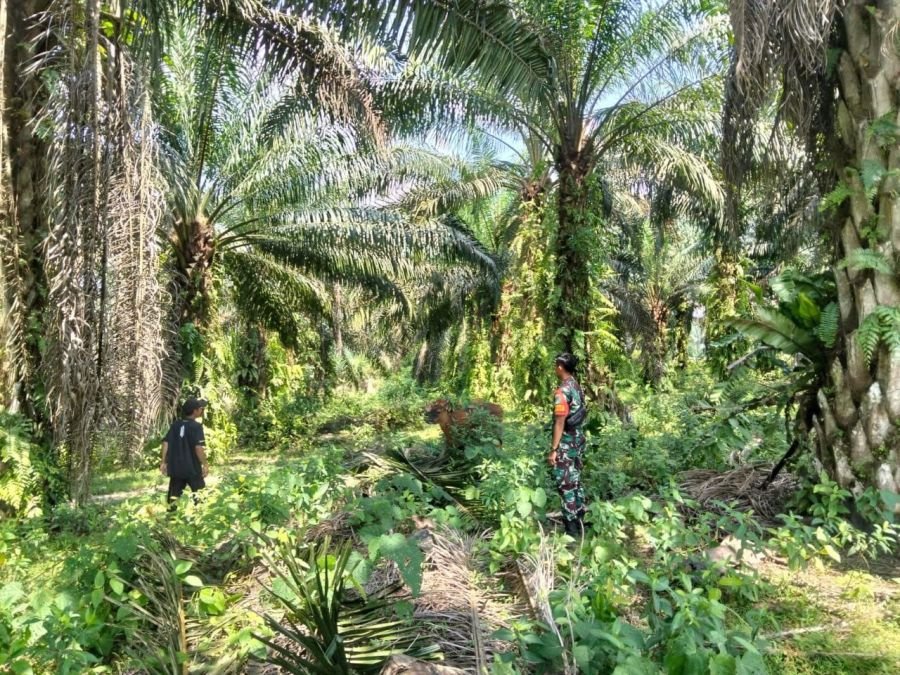 Babinsa Pratu Dandy Zulfahmi Lakukan Pengecekan Hewan Ternak Warga Desa Pesikaian
