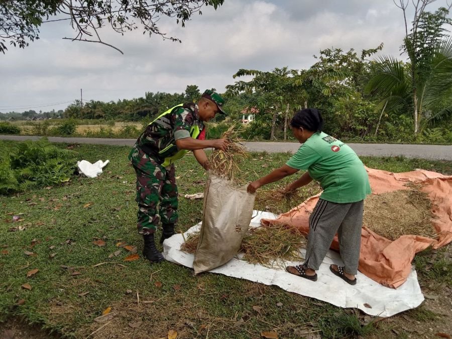 Babinsa Ramil 07/KH Bantu Petani Jemur Padi Hasil Panen di Desa Pengalihan
