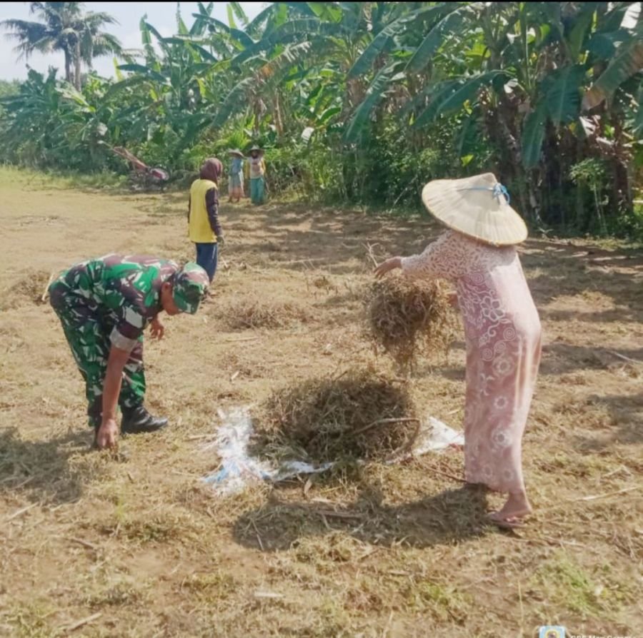 Babinsa Ramil 07/KH Bantu Petani Olah Lahan Jagung di Kuantan Hilir Seberang