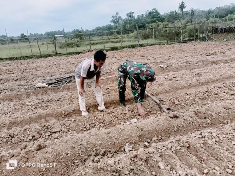 Babinsa Ramil 07/KH Bantu Petani Olah Lahan Cabai di Kuantan Hilir Seberang