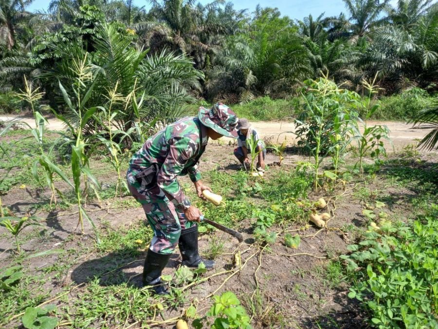 Babinsa Ramil 07/KH Dampingi Panen Labu, Petani Kuantan Sako Raih Hasil Memuaskan