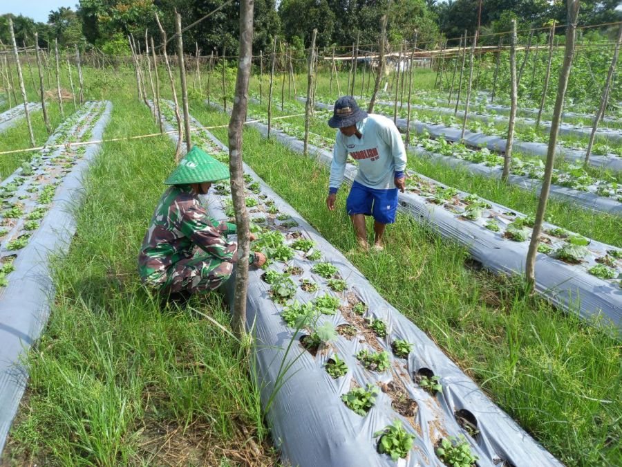 Babinsa Ramil 07/KH Dampingi Petani Bayam, Produktivitas Lahan Terus Dijaga