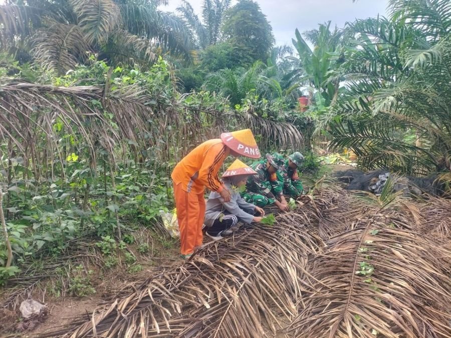 Babinsa Ramil 07/KH dan Petani Bergerak Bersama, Lahan Sayuran Kembali Produktif