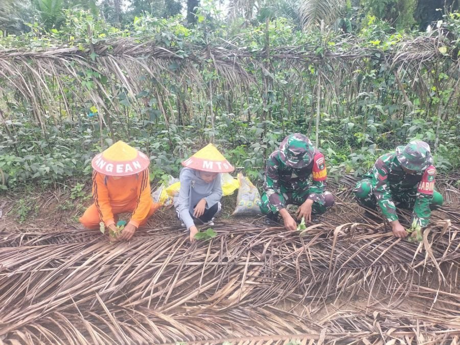 Babinsa Ramil 07/KH dan Petani Bergerak Bersama, Lahan Sayuran Kembali Produktif