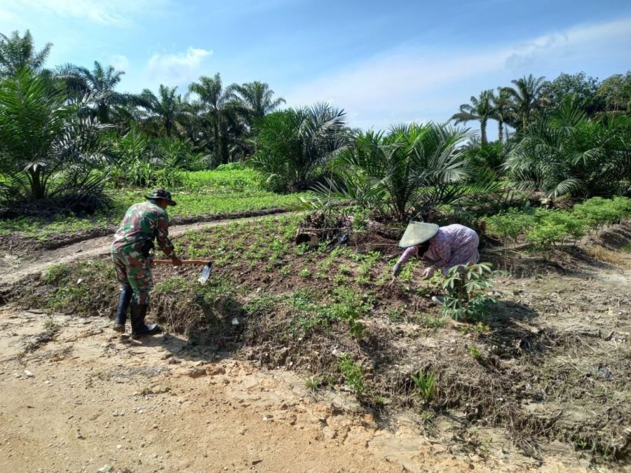 Babinsa Ramil 07/KH dan Petani Bersinergi Kembangkan Pertanian Kacang Tanah