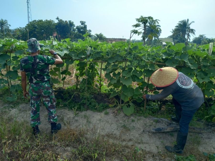 Babinsa Ramil 07/KH Turun ke Kebun, Bantu Petani Rawat Tanaman Pare