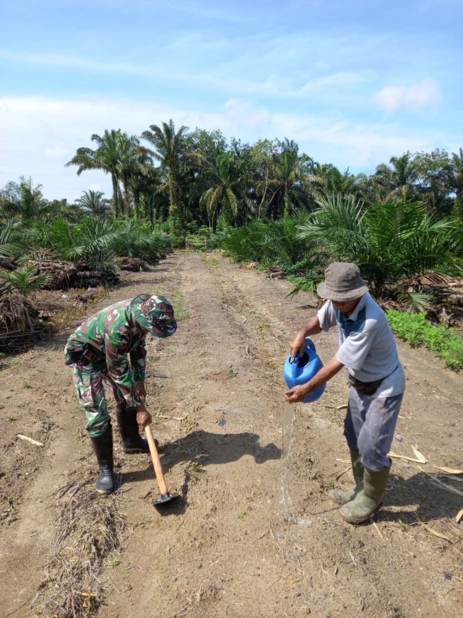 Babinsa Ramil 07/KH Turun ke Sawah, Bantu Petani Siapkan Lahan Tanam Cabai