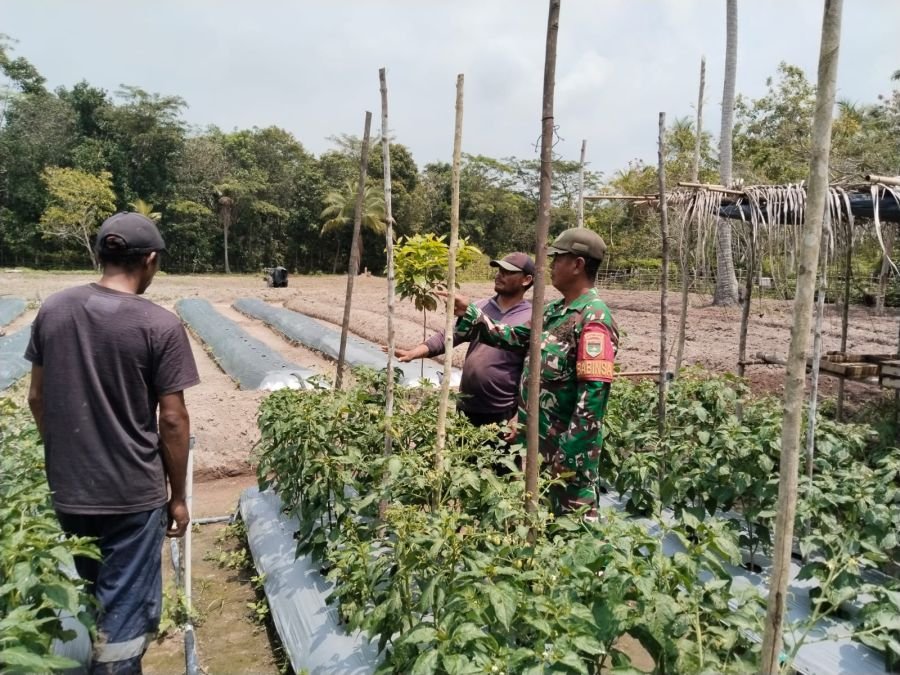 Babinsa Rawa Jaya Dampingi Petani Rawat Cabai untuk Perkuat Ketahanan Pangan