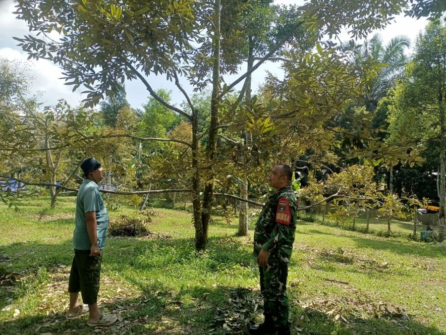 Babinsa Rumbai Barat Sambangi Kebun Durian Warga, Perkuat Kedekatan dengan Petani