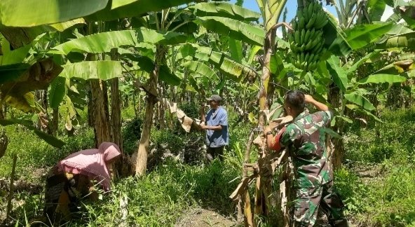 Babinsa Selemam Dampingi Petani, Dorong Produktivitas Kebun Pisang