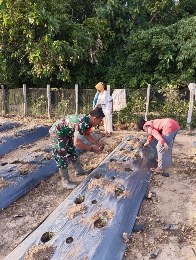 Babinsa Sentajo Raya Dampingi Petani Tanam Cabe Merah