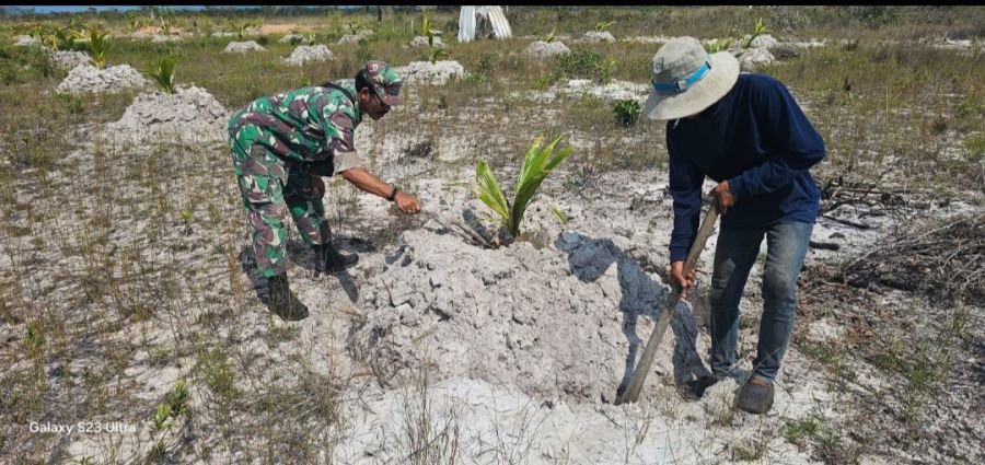 Babinsa Serasan Turun Tangan Bantu Petani Bangun Busut Kelapa, Wujud Kemanunggalan TNI dengan Rakyat