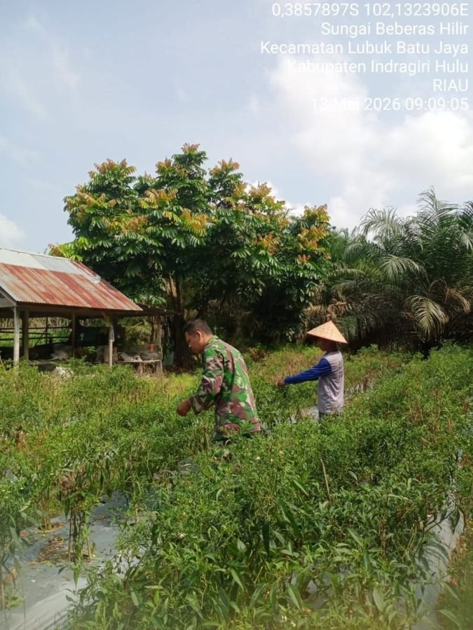 Babinsa Serma JH. Sipayung Bantu Masyarakat Panen Cabe di Desa Sungai Beberas Hilir
