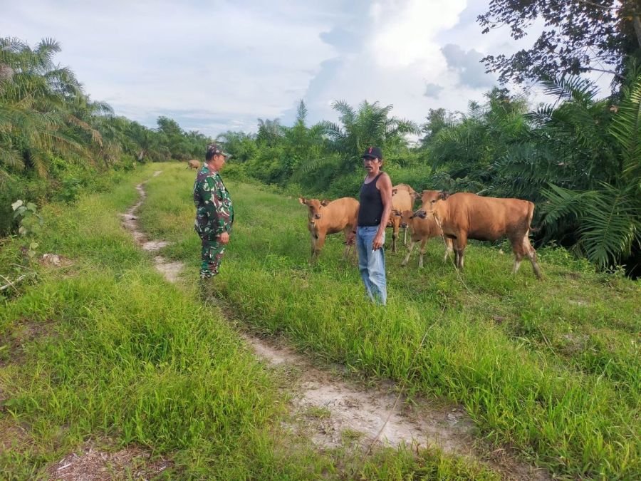 Babinsa Sertu Aryanto Dorong Peternak Sapi Sialang Kayu Batu Jaga Kesehatan Ternak