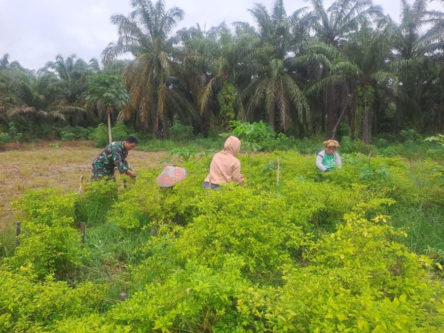Babinsa Sertu Joni R. Giat Ketahanan Pangan: Rawat Tanaman di Kawasan Ecopark Bengkalis