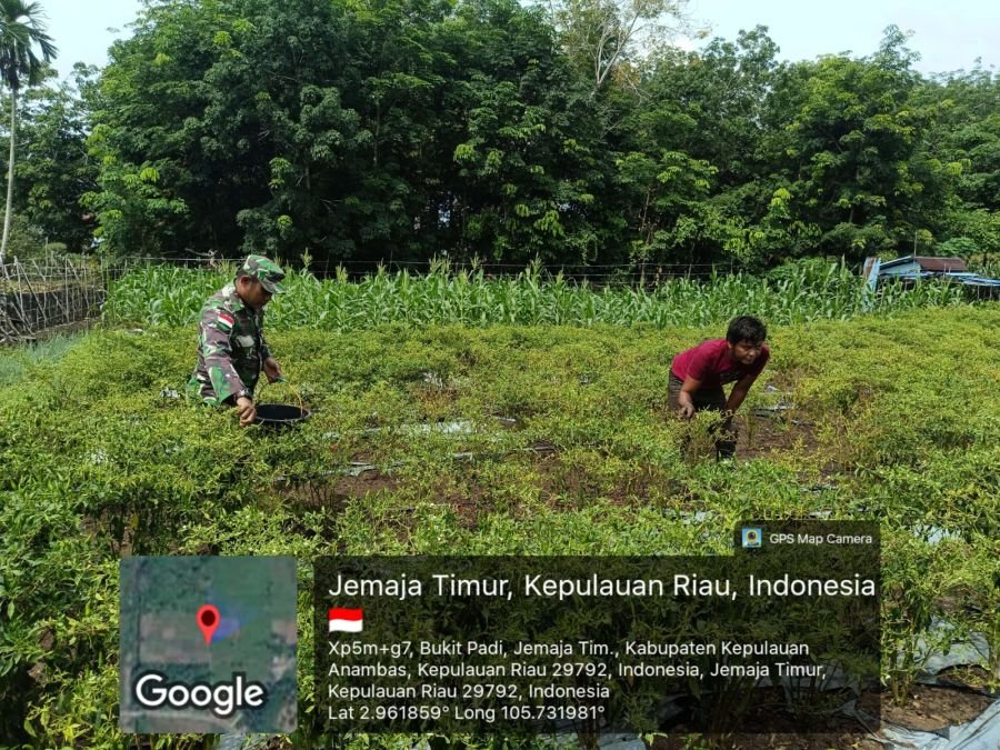 Babinsa Sertu Olih Solih Dorong Petani Kembangkan Cabai, Perkuat Ketahanan Pangan di Jemaja Timur
