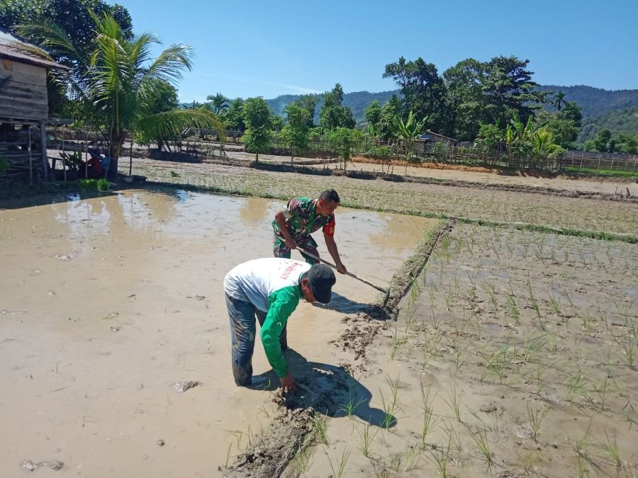 Babinsa Singingi Terjun ke Sawah, Pacu Semangat Petani Kuansing