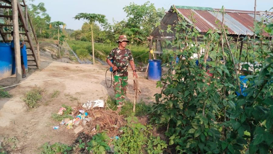 Babinsa Sugie Dorong Ketahanan Pangan Lewat Perawatan Kacang Panjang