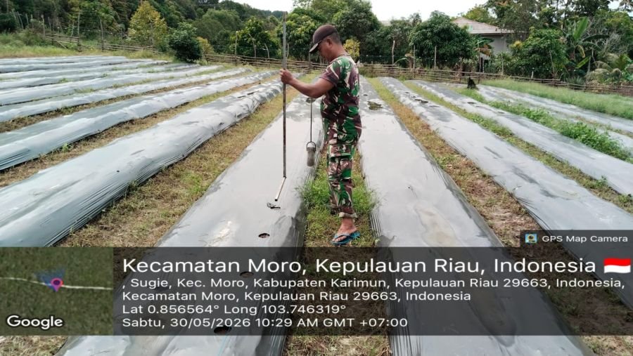 Babinsa Sugie Gerakkan Warga Siapkan Lahan Cabai Produktif